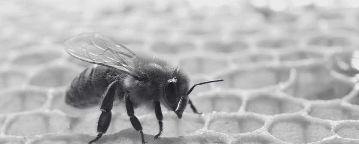 The Fascinating Busy Bee Life Cycle