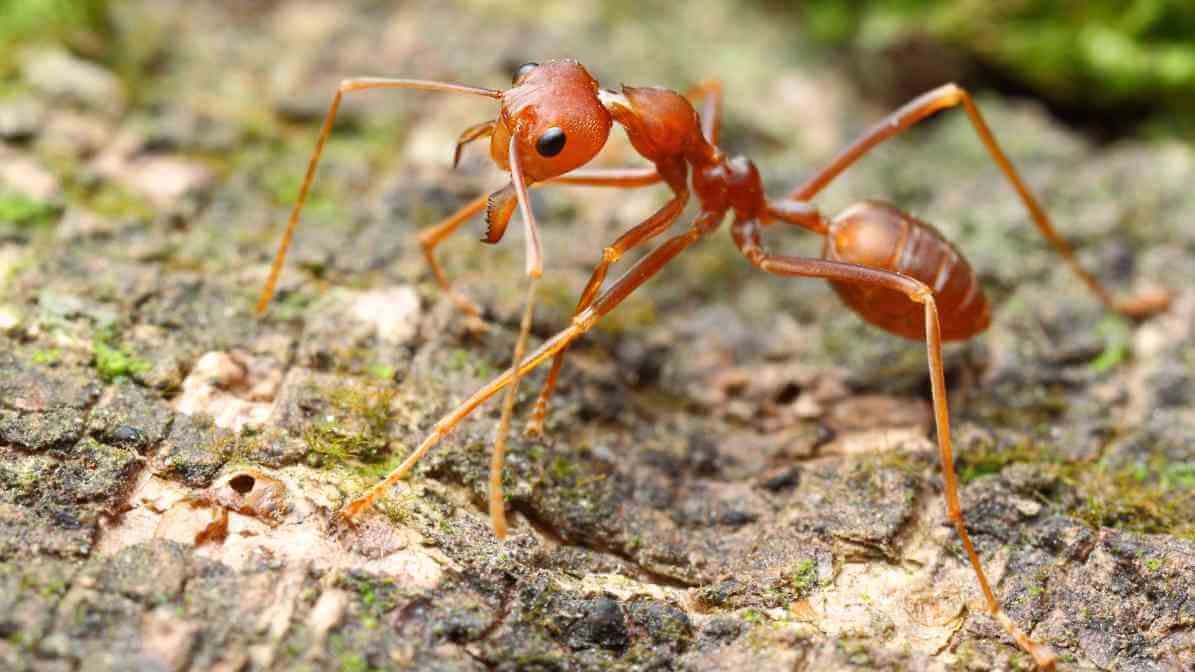 Weaver Ant