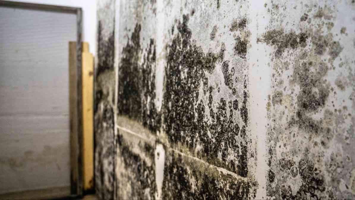 Book lice - Remove and Replace Mold-Infested Items