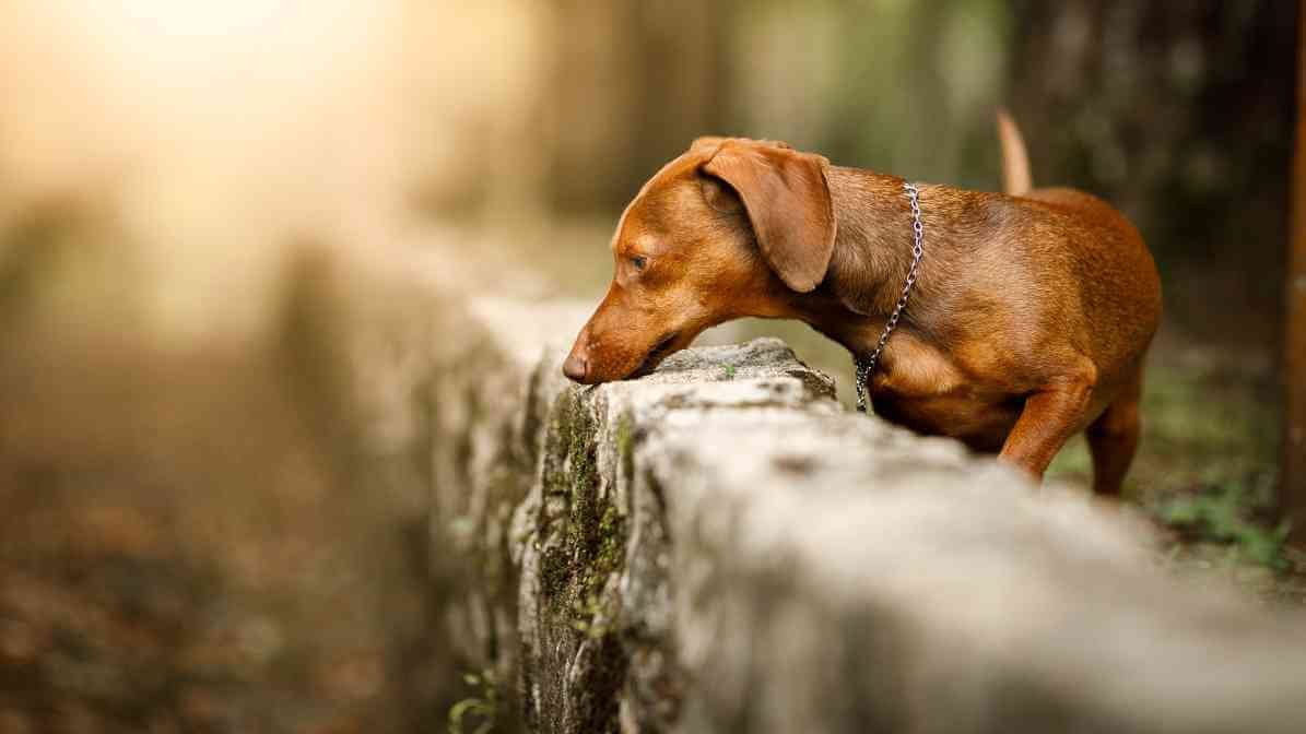 Can Flea Bites On Humans Cause Harm? - Flea Infested Areas