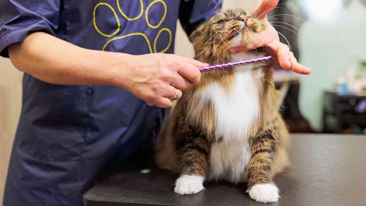 Can Flea Bites On Humans Cause Harm? - Pet Grooming