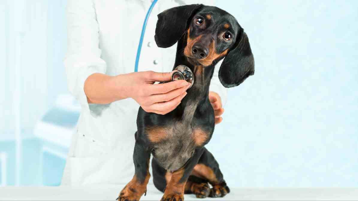 Can Flea Bites On Humans Cause Harm? Seek Vet for Flea Prevention Oral Meds