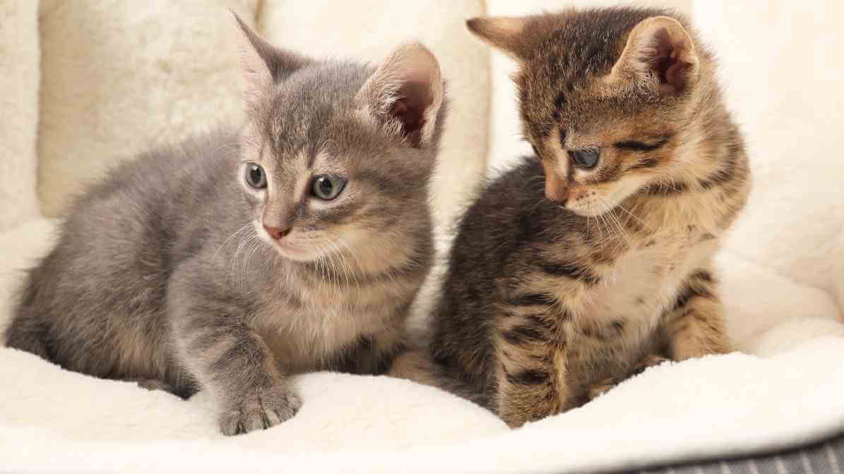Can Flea Bites On Humans Cause Harm? - Wash Bedding