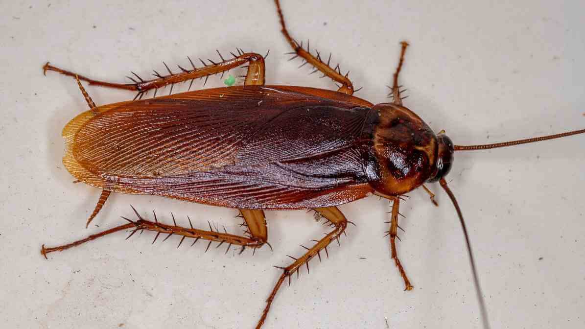 Cockroach Diseases - American Cockroach