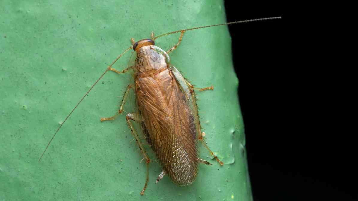 Cockroach Diseases - German Cockroach