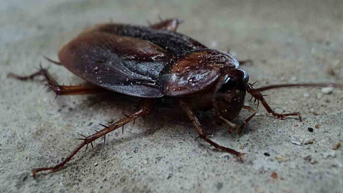 Cockroach Diseases - Oriental Cockroach