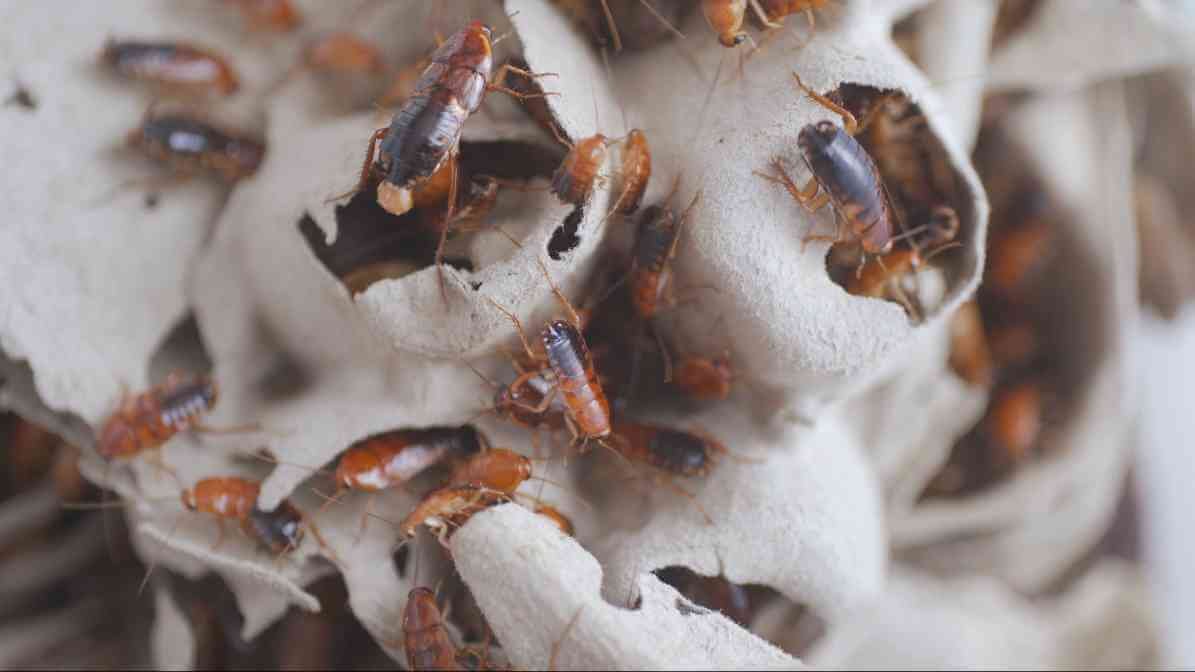 Cockroach Eggs Hatches