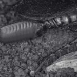 Cockroach Eggs, Life Cycle and Average Cockroach Lifespan