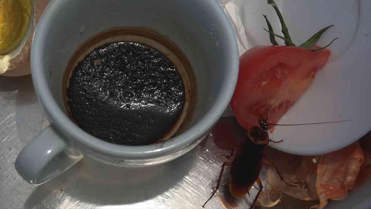 Cockroaches Spread Diseases - Allergen and Bacteris