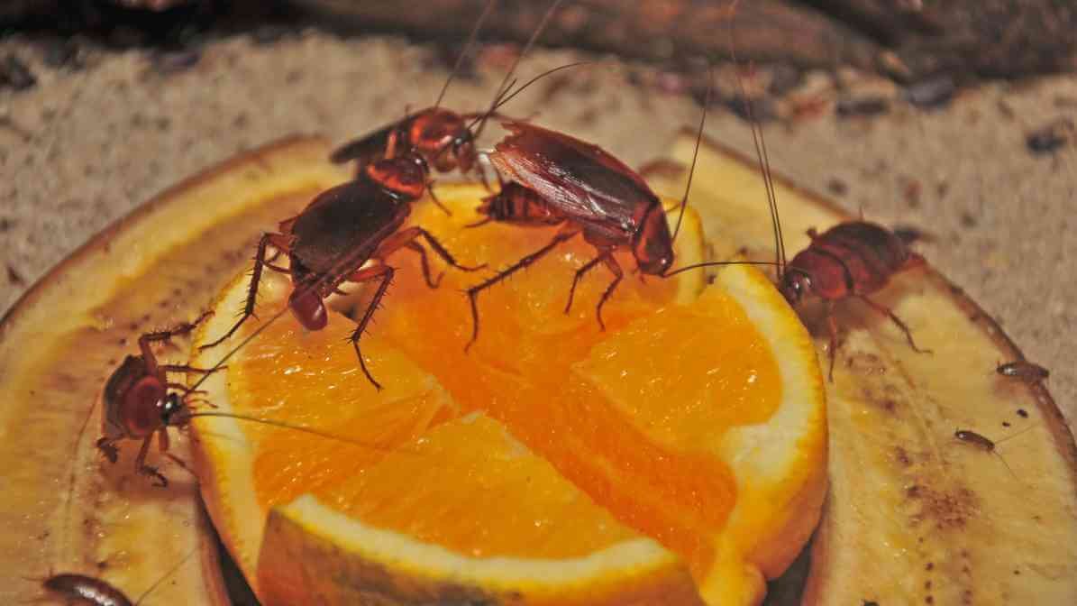 Cockroaches Spread Diseases - Contaminate Food