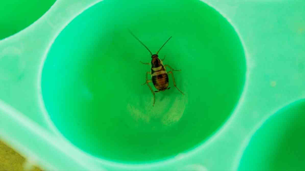 Cockroaches Spread Diseases - Contamination