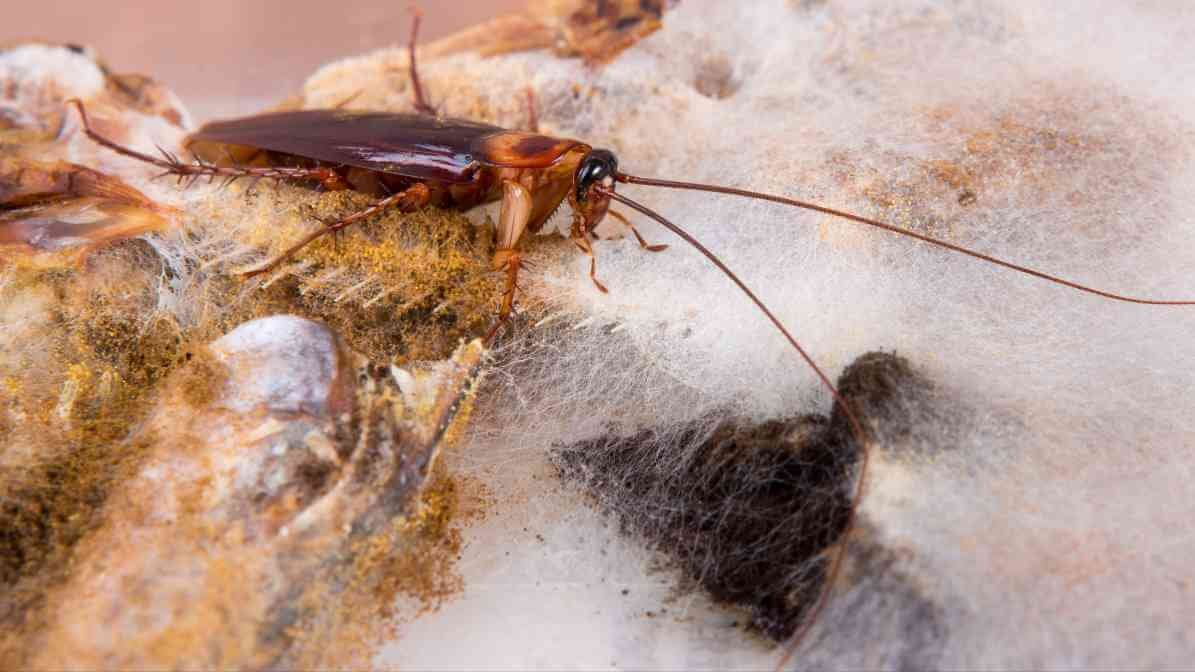 Cockroaches Spread Diseases - Harbours Pathogen