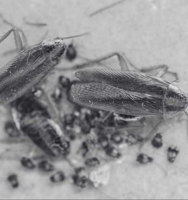 Effective Cockroach Bait and Cockroach Gel Bait Strategies