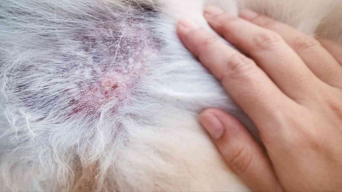 Flea Infestation - Flea Bites