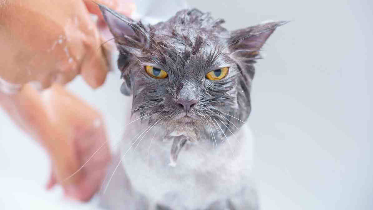 Flea Prevention Products
