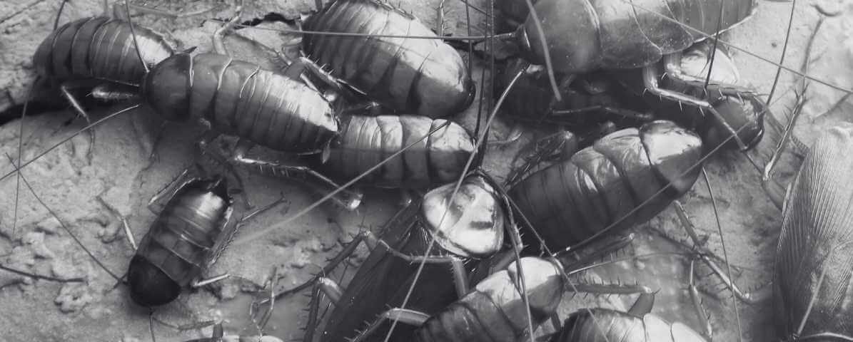 Identifying the Different Type of Cockroach in Malaysia - Innovative Pest Management