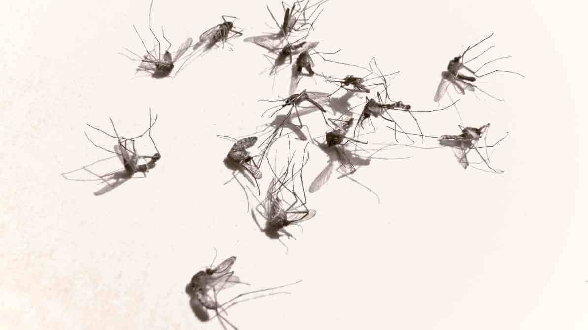Mosquito Population