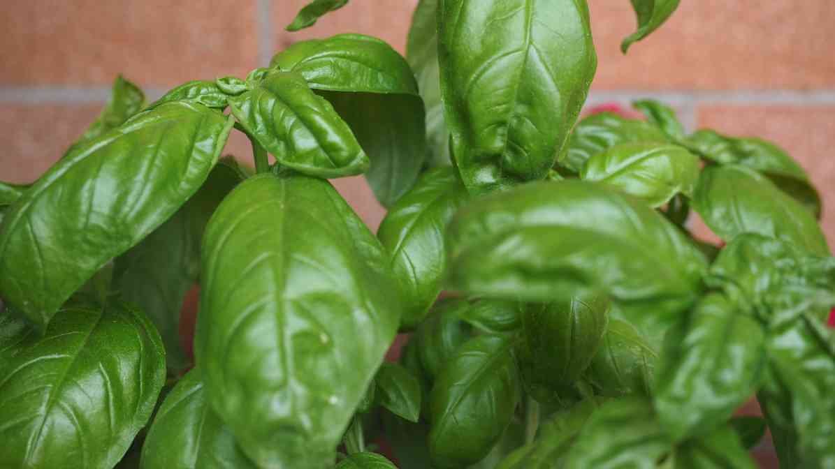 Mosquito Repellent Plants - Basil