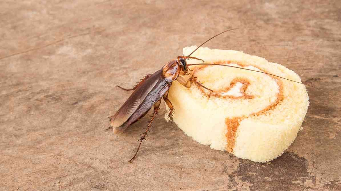 Signs of Cockroach Infestation - Food Contamination
