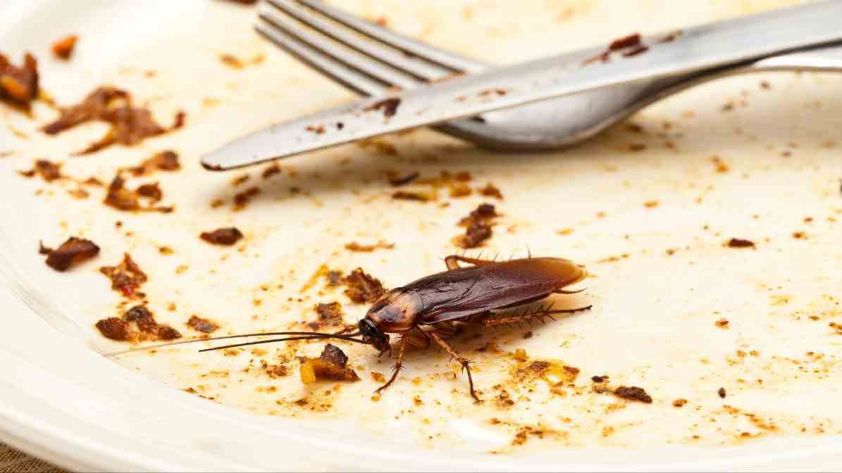 Signs of Cockroach Infestation - Unusual Sighting