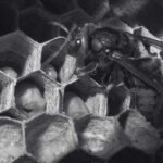 The Hornet's Nests, An In-Depth Look at Their Structure