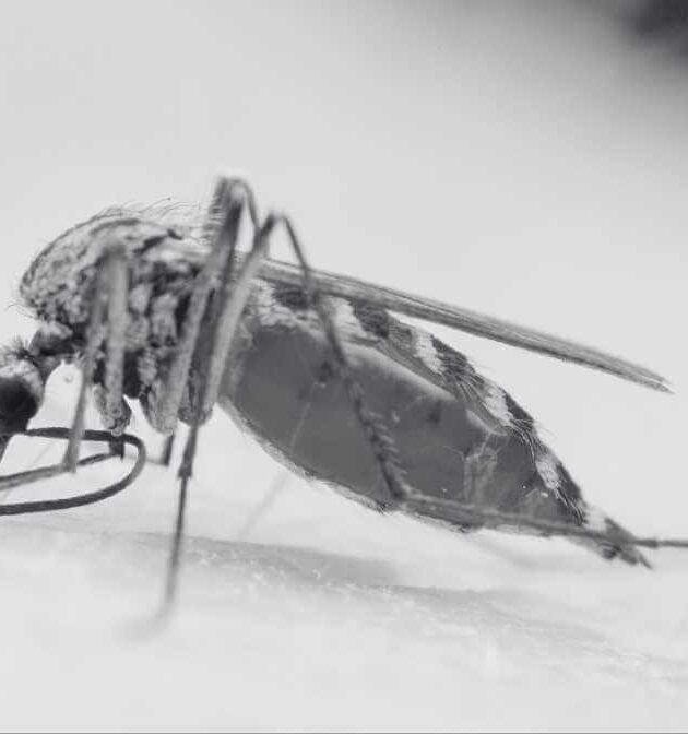 The Rising Threat of Mosquito-Borne Diseases in Malaysia