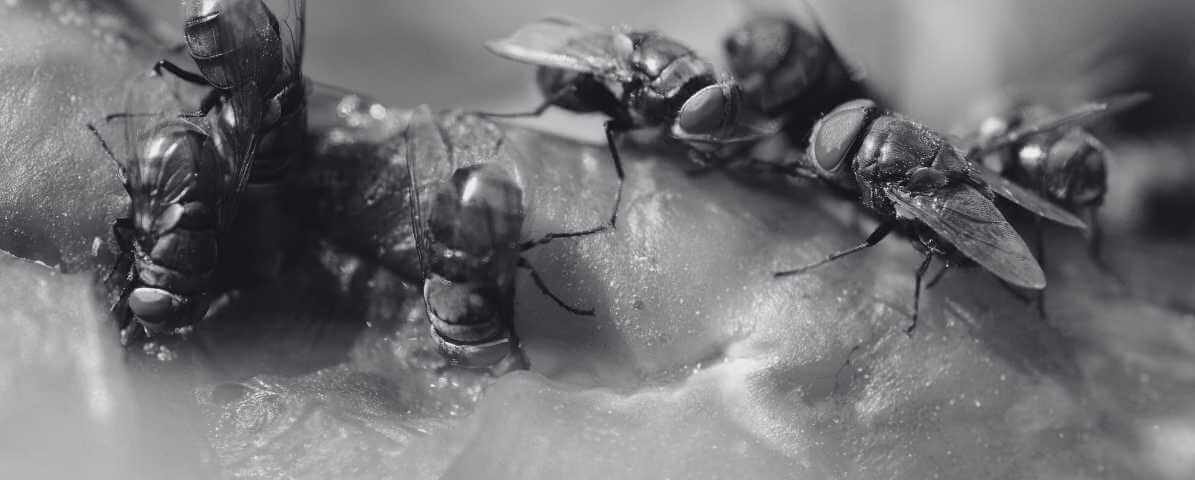 The Types of Flies And Root Causes of Fly Infestations