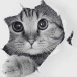 Top Strategies for Effective Cat Fleas Control