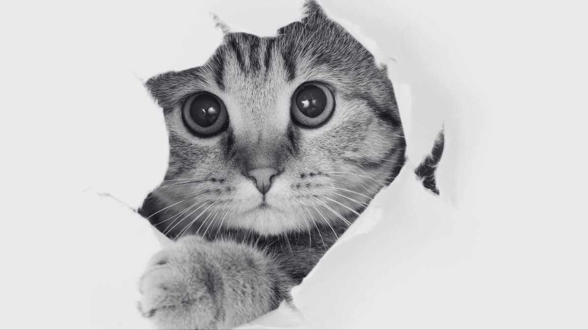 Effective Flea Control For Cat Hairball Problems Reference: Strategies For Effective Cat Fleas Control