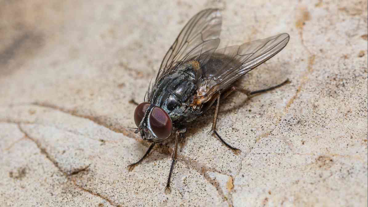 Types of Flies - Cluster Fly