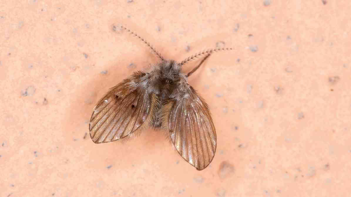 Types of Flies - Drain Fly