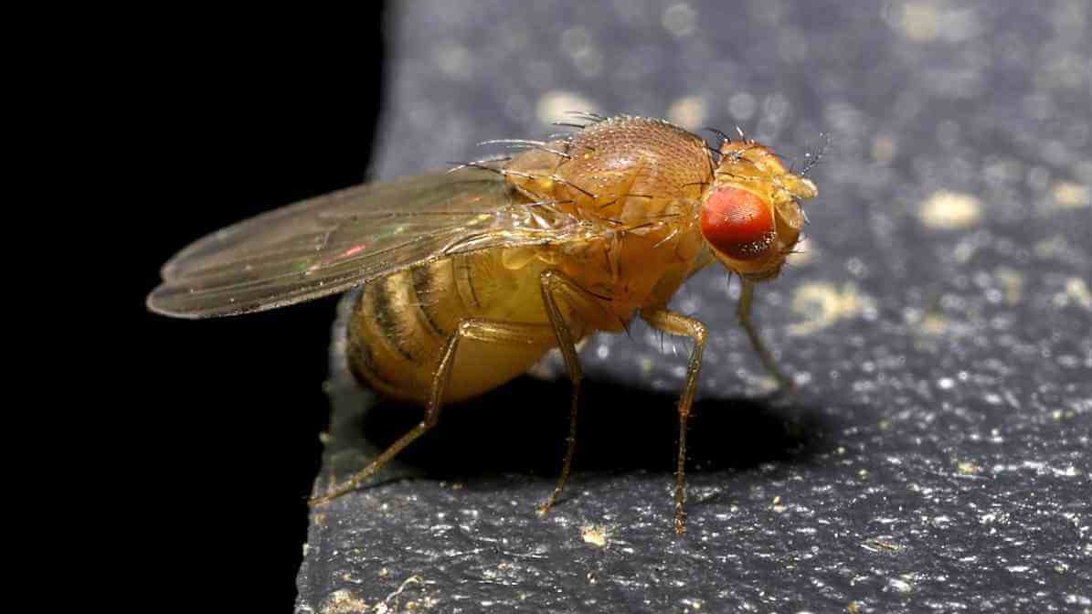 Types of Flies - Fruit Fly