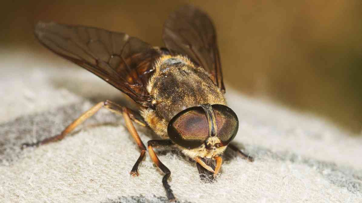 Types of Flies - Horse Fly (Tabanus spp.)