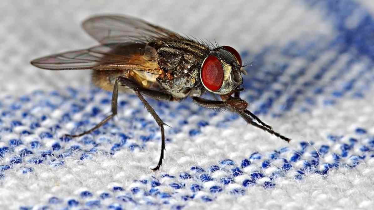 Types of Flies - House Flies