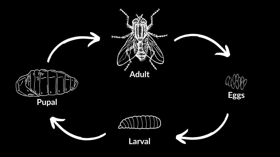 Understanding the Life Cycle of a Fly, From Egg to Adult