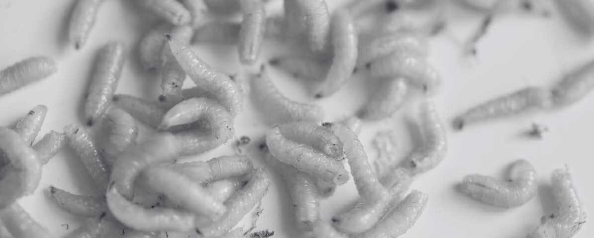 Understanding the Life Cycle of a Fly, From Egg to Adult