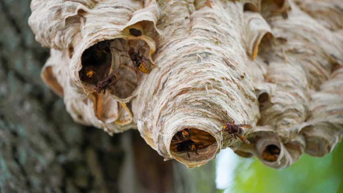 What to Know About Hornet Sting in Malaysia? - Hornet Nest