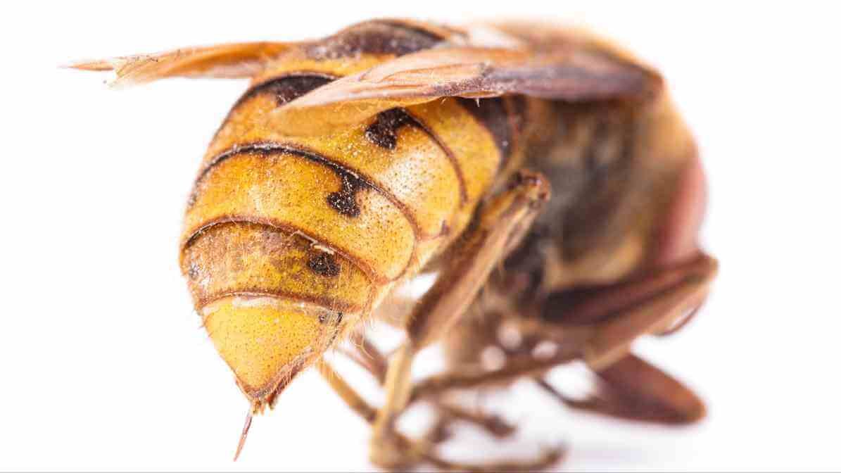 What to Know About Hornet Sting in Malaysia? - Hornet Sting