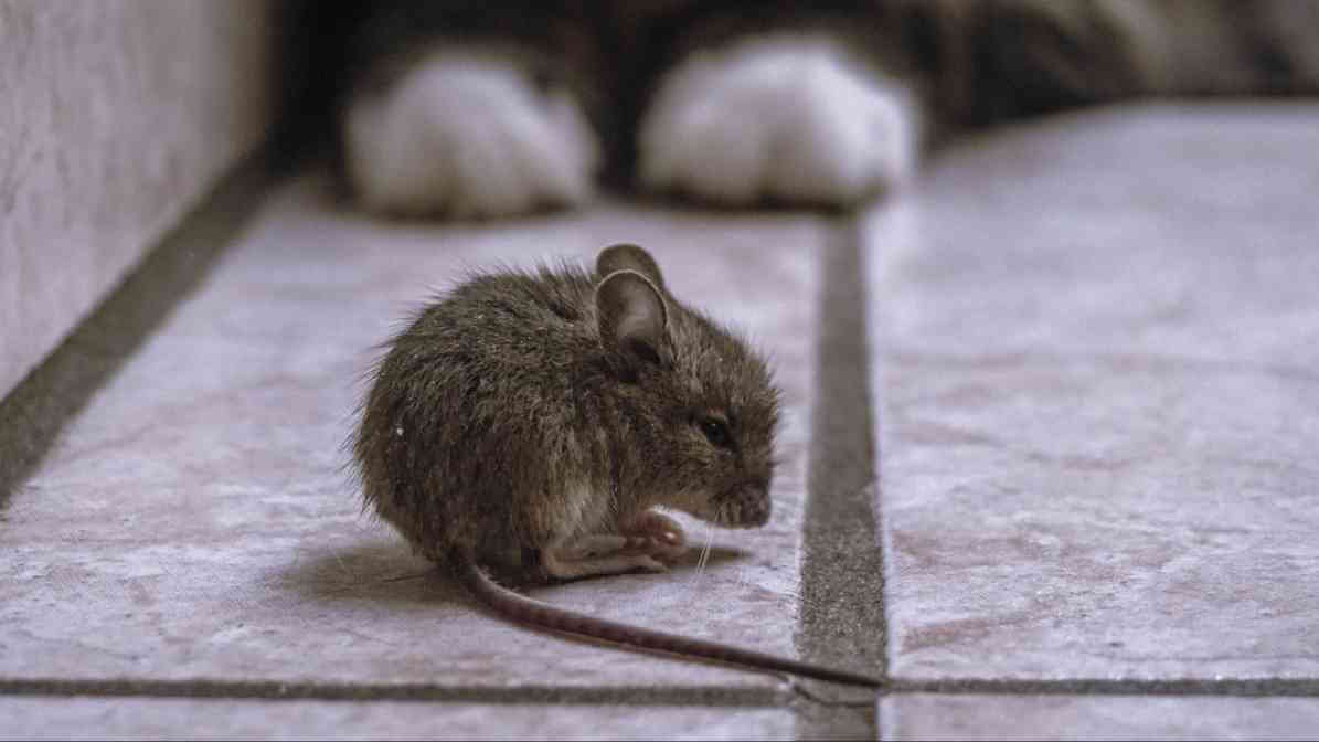 6 Dangerous Types of Diseases Rats and Mice Spread - Avoid Handling Wild Rodents