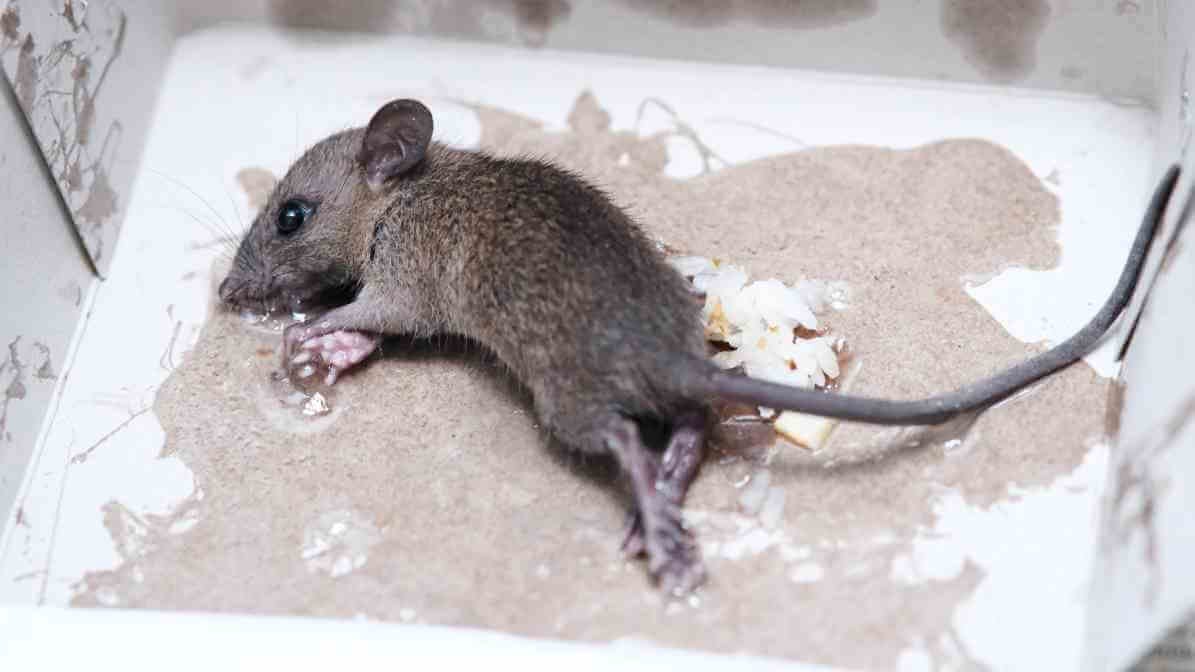 6 Dangerous Types of Diseases Rats and Mice Spread - Glue Board