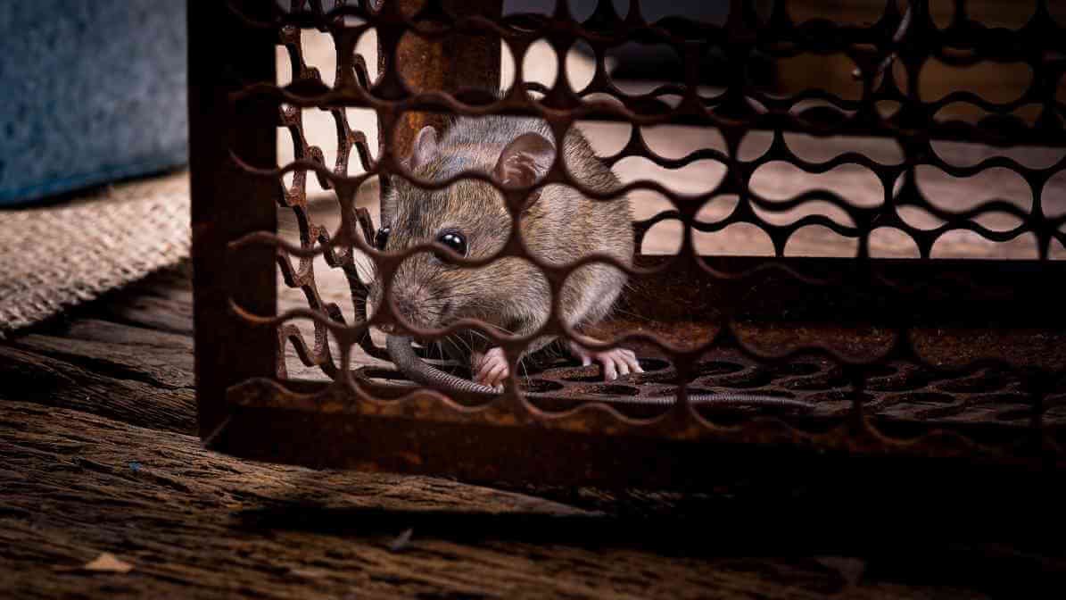 6 Dangerous Types of Diseases Rats and Mice Spread - Rat Cage