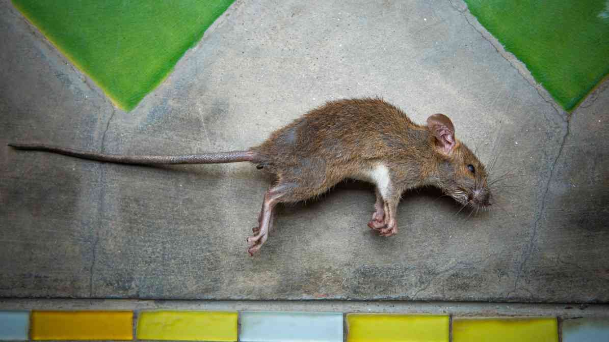 6 Dangerous Types of Diseases Rats and Mice Spread - Rat Carcass