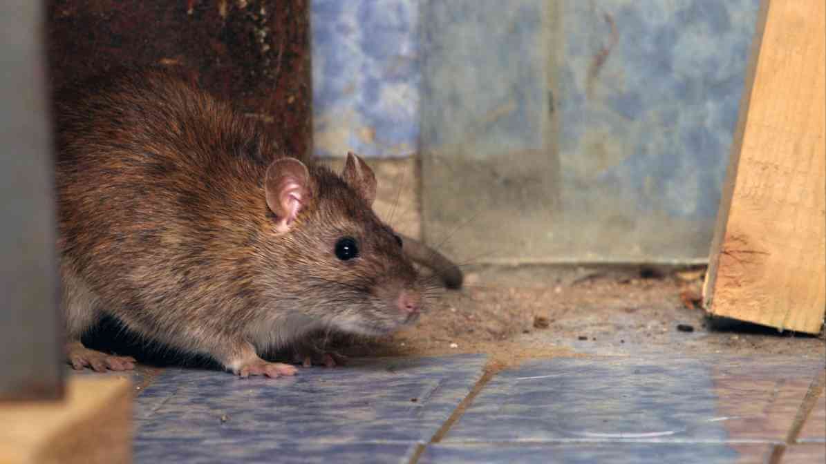 6 Dangerous Types of Diseases Rats and Mice Spread - Rat Sighting