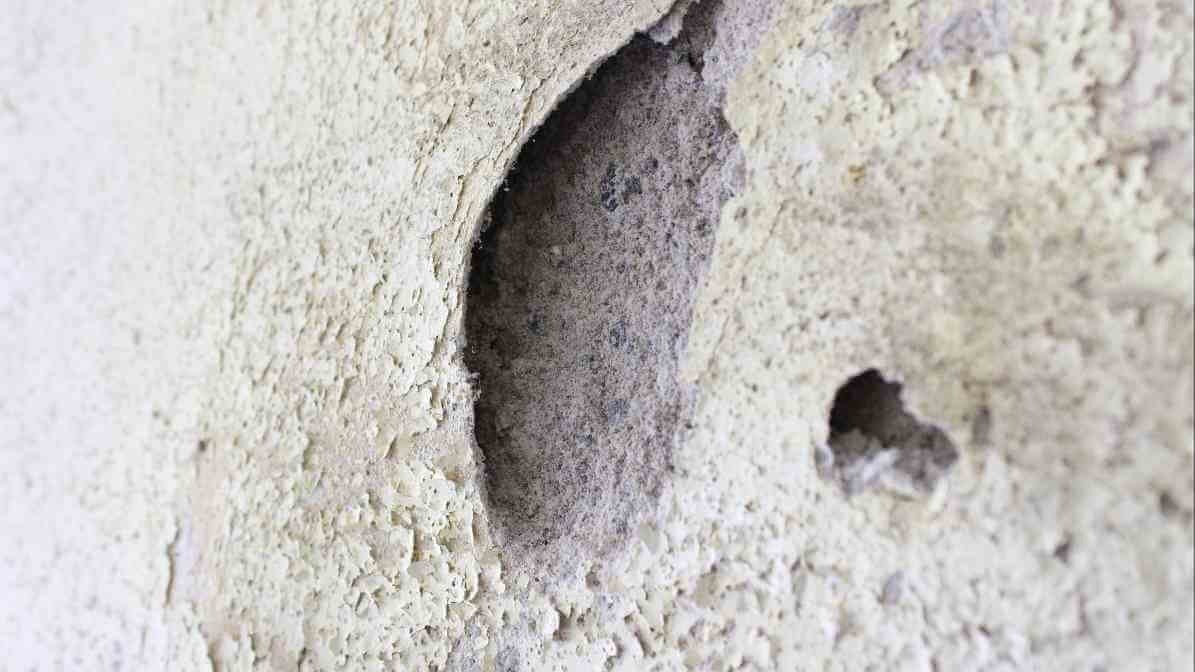 6 Dangerous Types of Diseases Rats and Mice Spread - Seal Holes