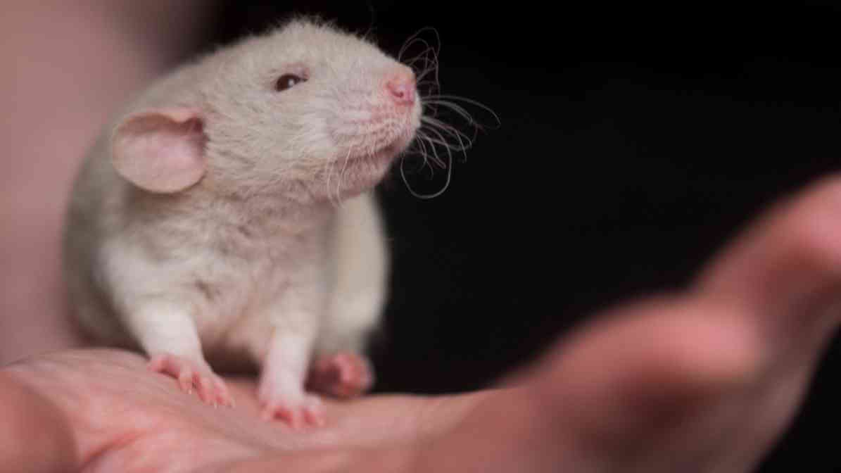 6 Dangerous Types of Diseases Rats and Mice Spread - Use Gloves