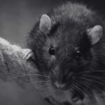 Common Types of Rat Species in Malaysia