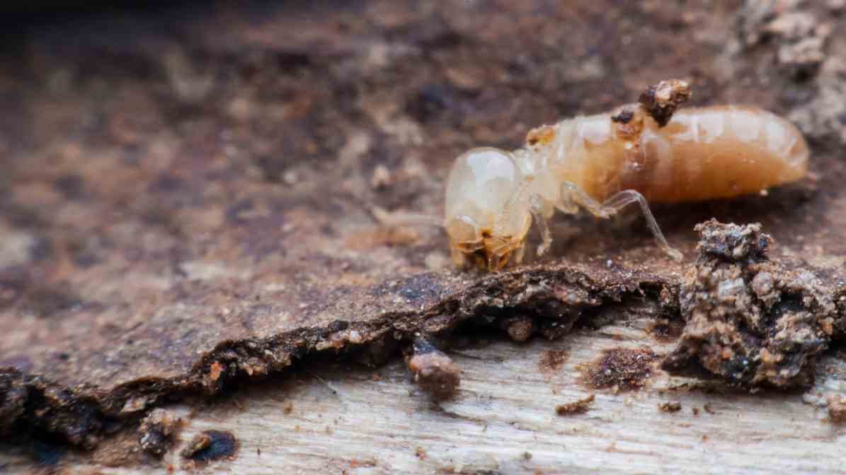 Common Types of Termites Species in - Dampwood Termite Species in Malaysia