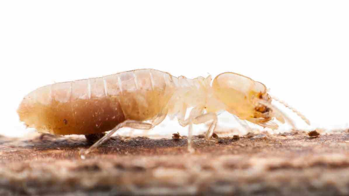 Common Types of Termites Species in - Dampwoord Termite