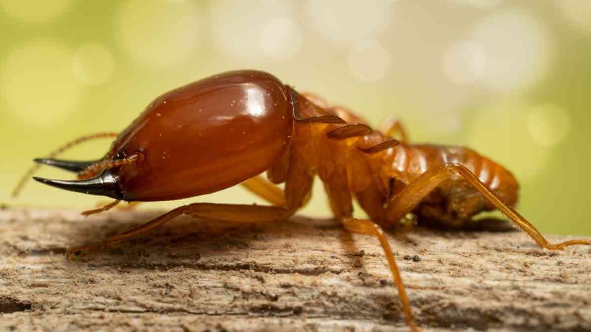 Common Types of Termites Species in - Drywood Termite
