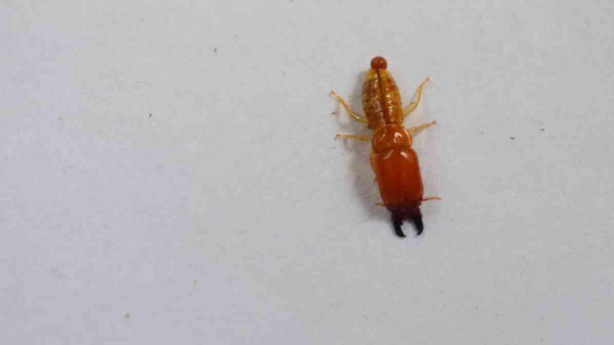 Common Types of Termites Species in - Drywoord Termite Species
